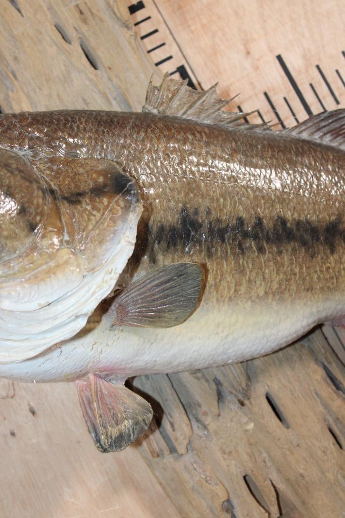 *Real Skin* BASS Mounted on Driftwood - 5