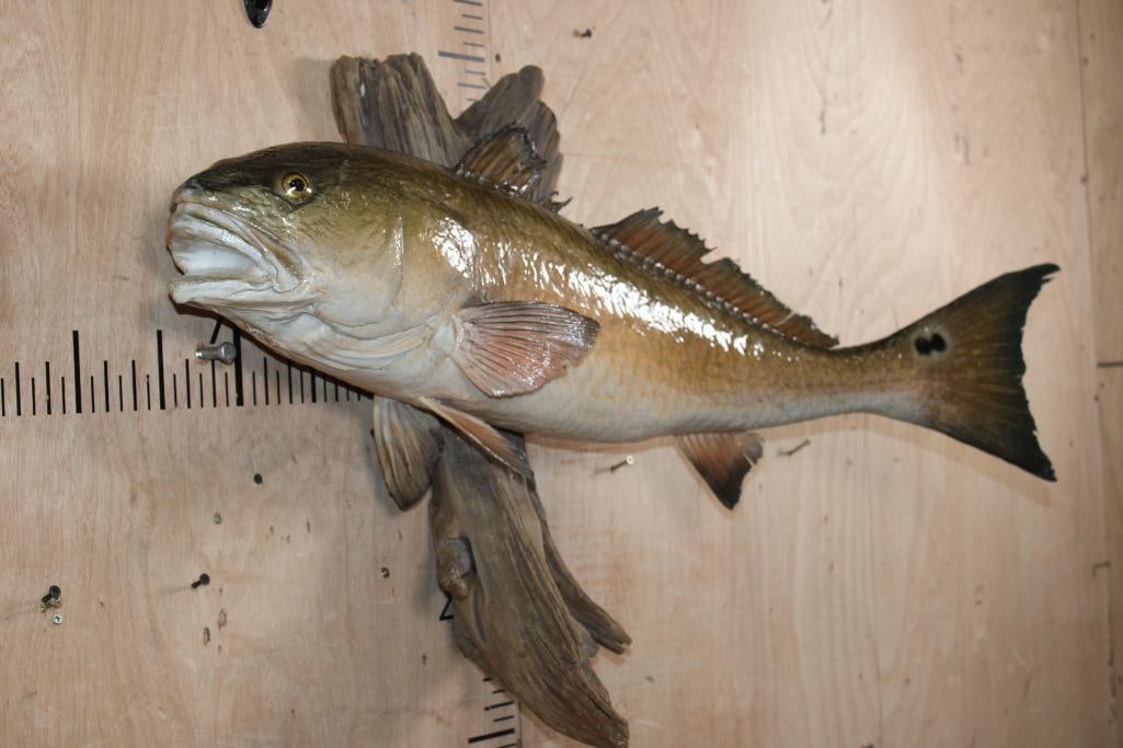 Big *Real Skin* REDFISH or RED DRUM Mounted on Driftwood - 2