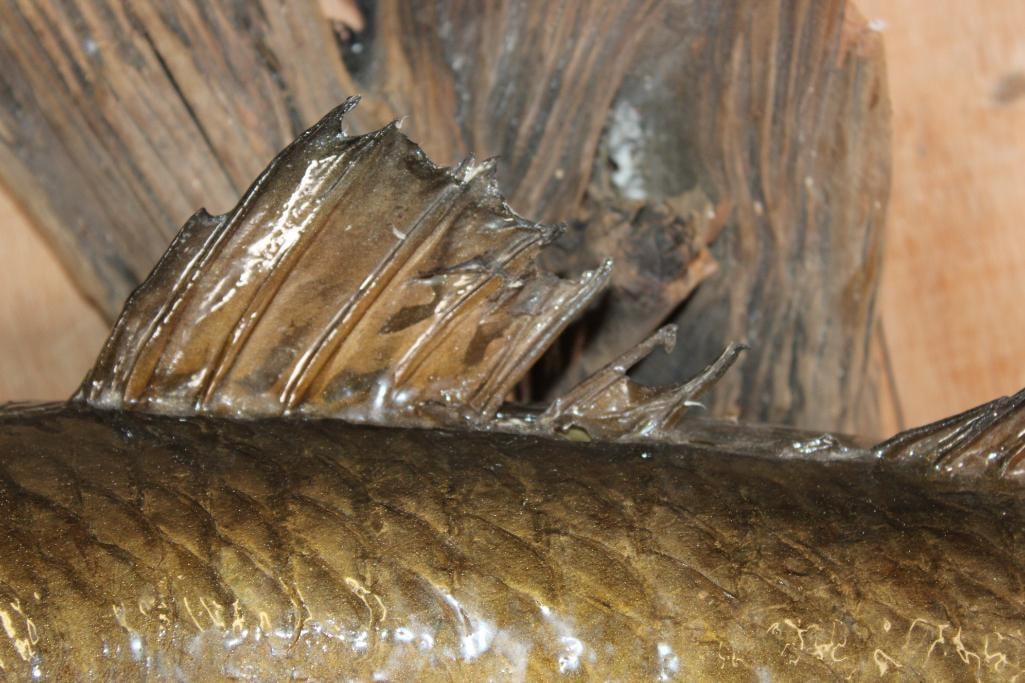 Big *Real Skin* REDFISH or RED DRUM Mounted on Driftwood - 6