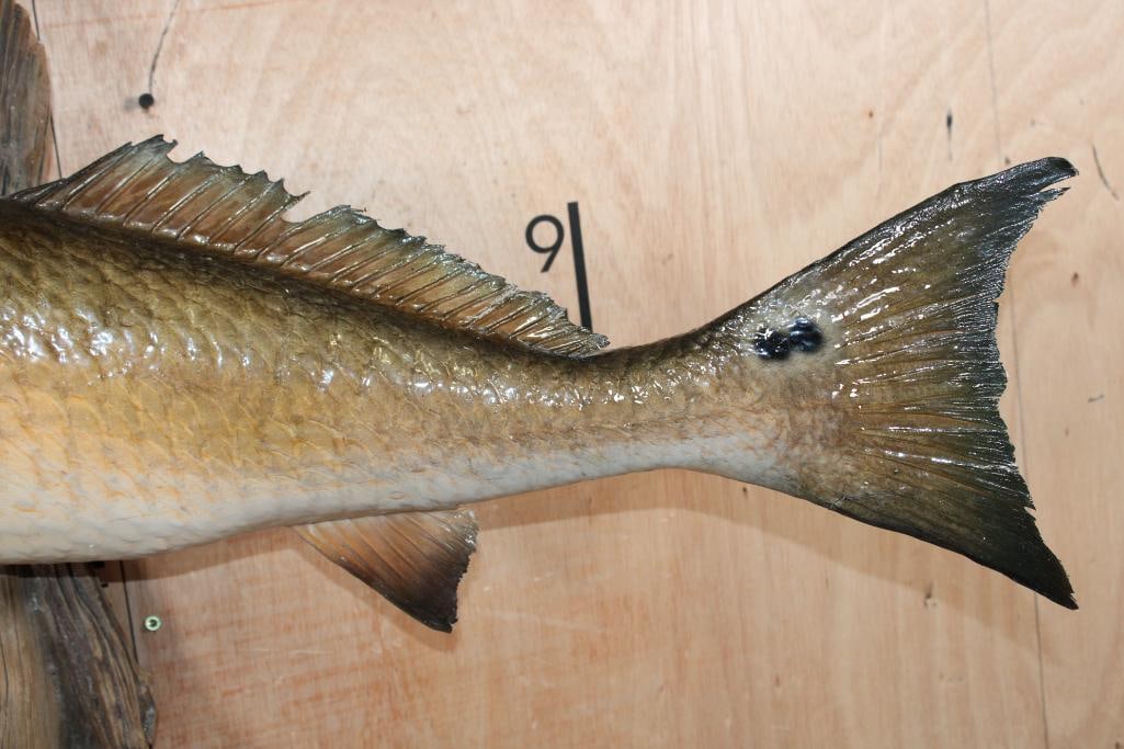 Big *Real Skin* REDFISH or RED DRUM Mounted on Driftwood - 7