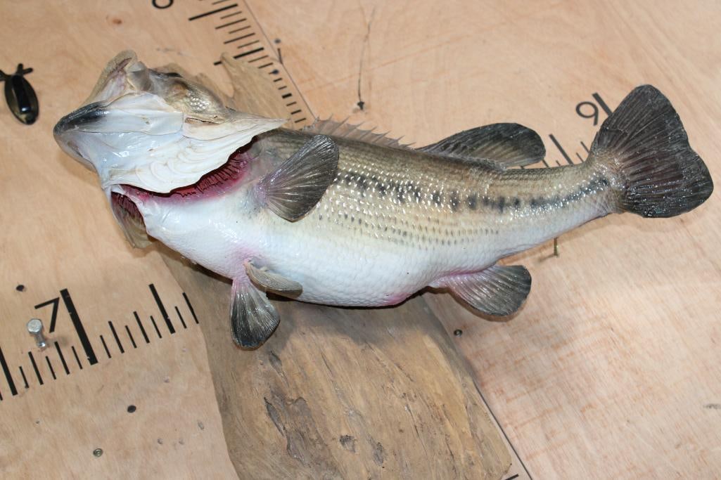 *Real Skin* BASS Mounted on Driftwood - 5