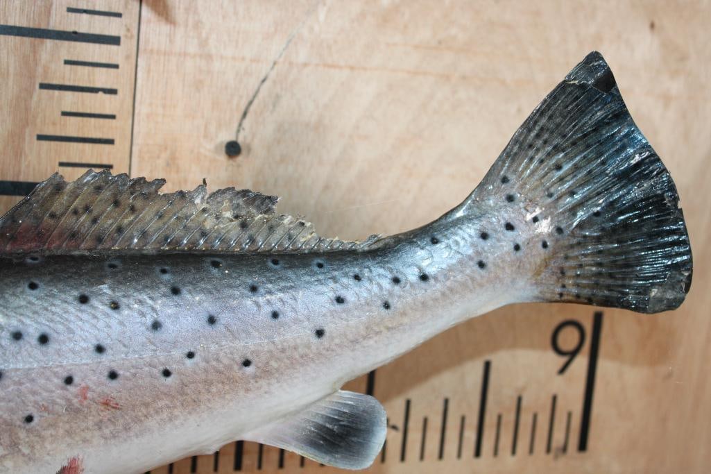 2 *Real Skin* SPOTTED SEA TROUT Mounted on Driftwood - 6