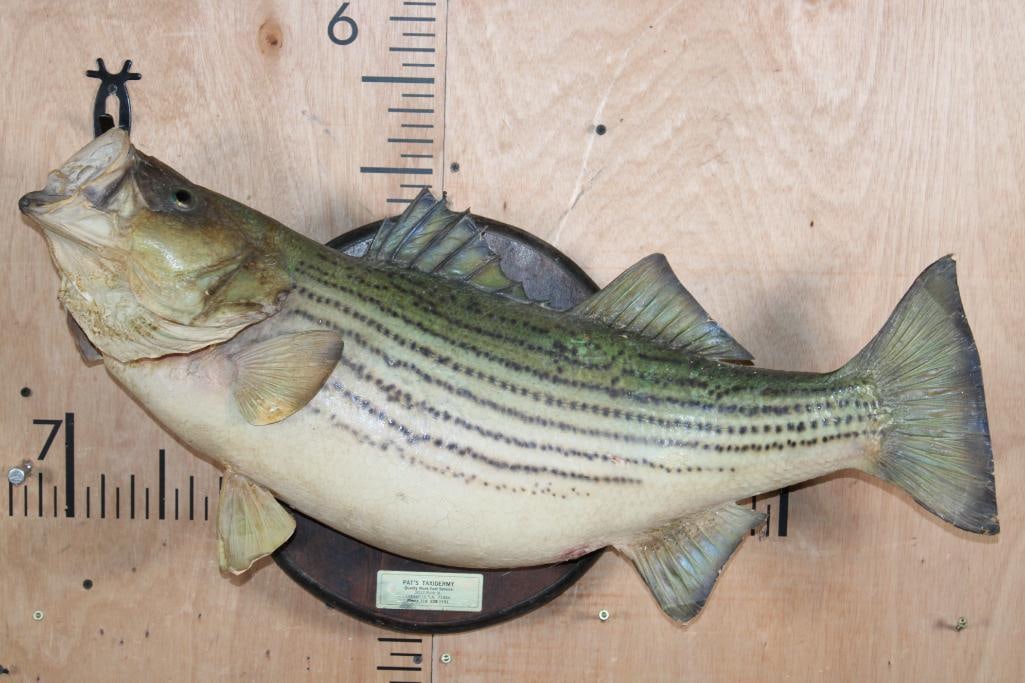 Big *Real Skin* STRIPED BASS on a Wood Plaque: Big *Real Skin* STRIPED BASS mounted on a Wood Plaque. The Striped Bass measures 31.5" Long. This is an older mount with minor fin damage. TAXIDERMY FISH 