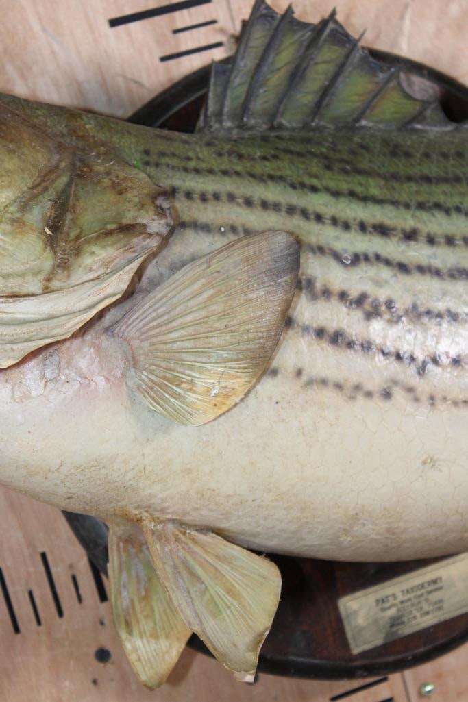 Big *Real Skin* STRIPED BASS on a Wood Plaque - 3
