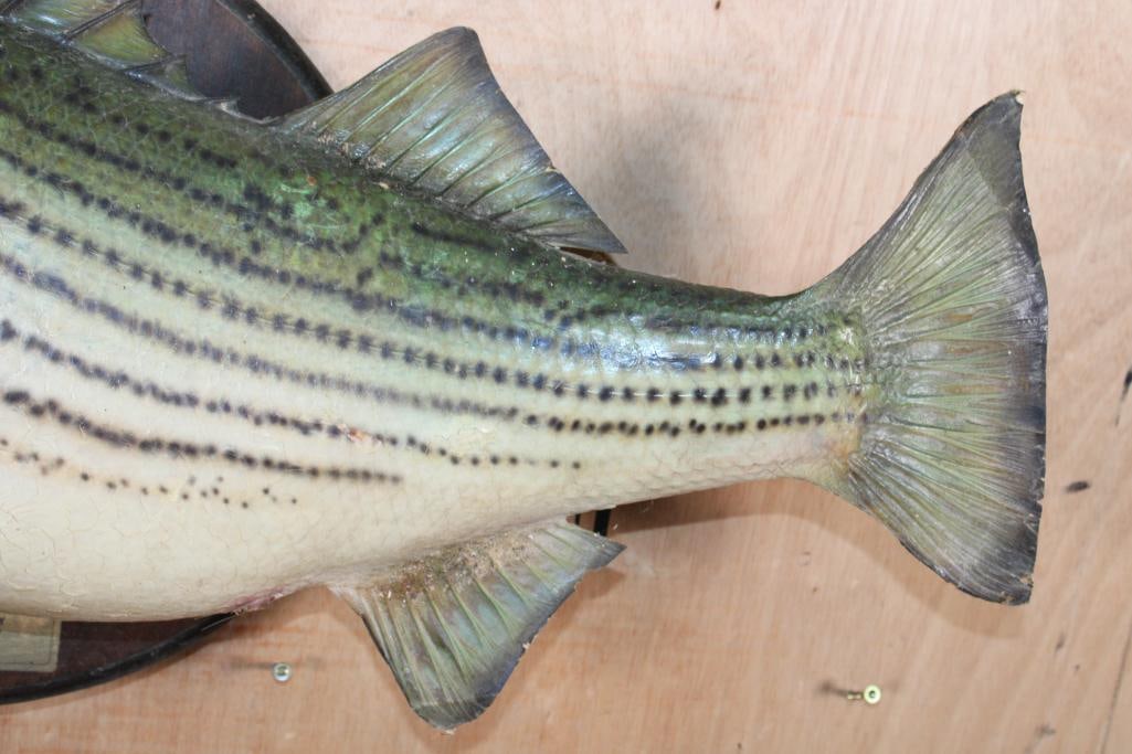 Big *Real Skin* STRIPED BASS on a Wood Plaque - 4