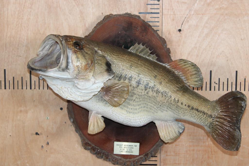 Big *Real Skin* BASS Fish Mounted on a Log Slice Plaque: Nice and Big *Real Skin* BASS. The Bass measures 24" Long. It is mounted on a Log Slice Plaque. Taken at Lake Guerrero 88' and was 11 lbs 12 oz. TAXIDERMY FISH 