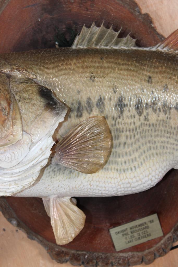 Big *Real Skin* BASS Fish Mounted on a Log Slice Plaque - 4