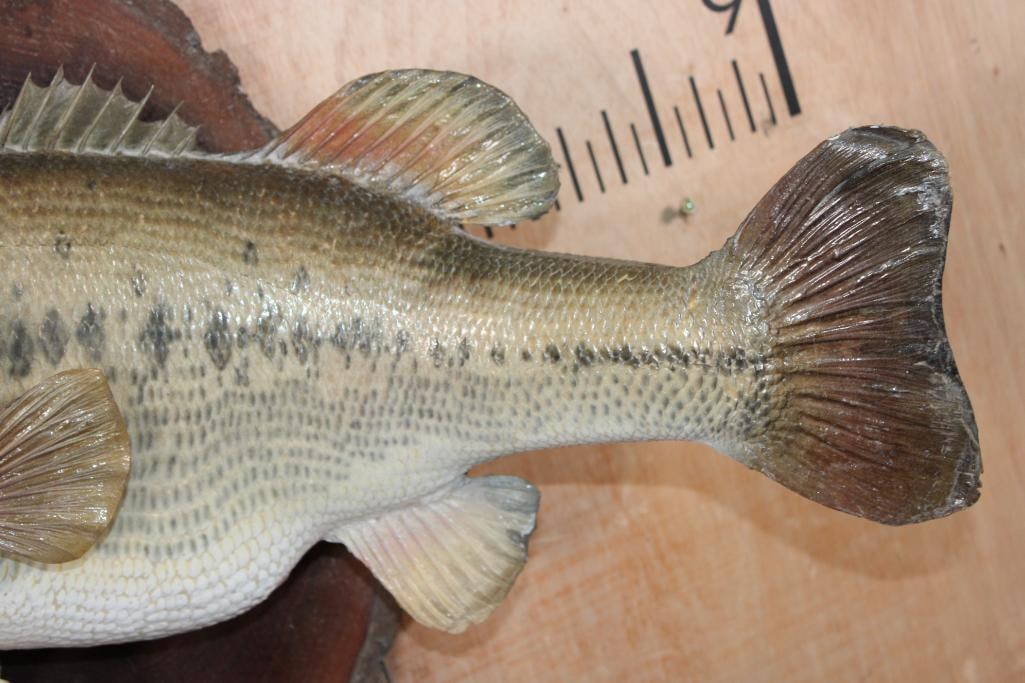 Big *Real Skin* BASS Fish Mounted on a Log Slice Plaque - 5