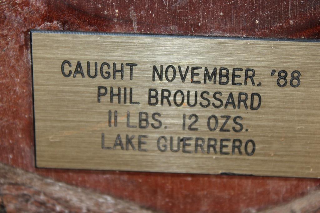 Big *Real Skin* BASS Fish Mounted on a Log Slice Plaque - 6