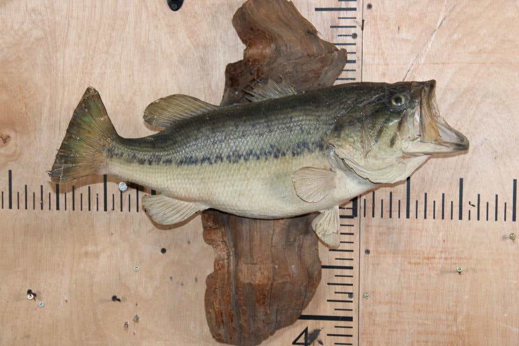 *Real Skin* BASS Fish Mounted on Driftwood: *Real Skin* BASS Fish Mounted on Driftwood. The Fish measures 22" Long. This is an older and dusty mount. TAXIDERMY FISH 