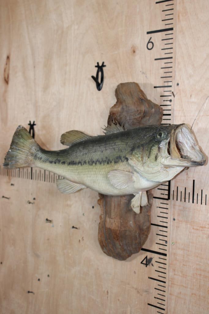 *Real Skin* BASS Fish Mounted on Driftwood - 2