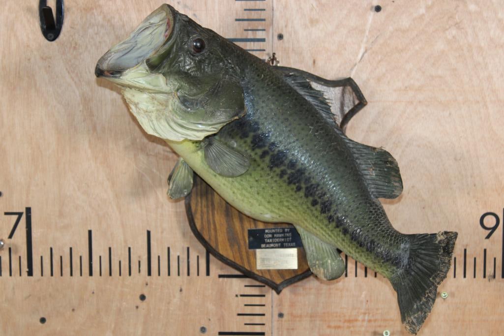 *Real Skin* BASS Fish Mounted on a Wood Plaque: *Real Skin* BASS Fish mounted on a Wood Plaque. The Bass measures 18.5" Long. It was caught in 1977 and has some damaged fins and dust. TAXIDERMY FISH 
