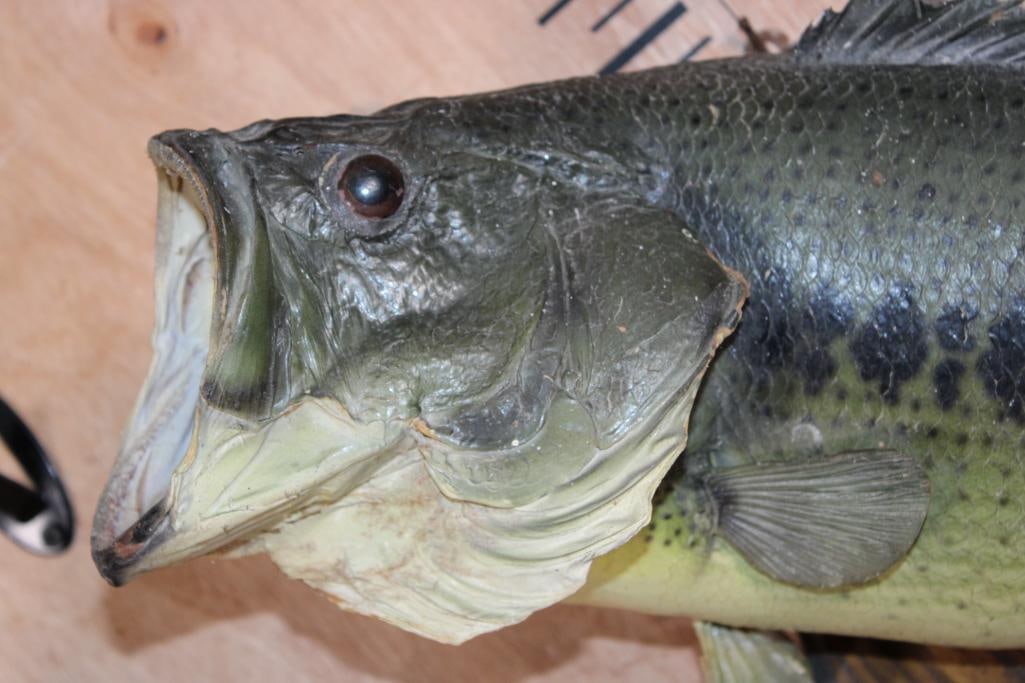 *Real Skin* BASS Fish Mounted on a Wood Plaque - 4