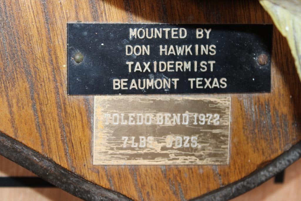 *Real Skin* BASS Fish Mounted on a Wood Plaque - 7