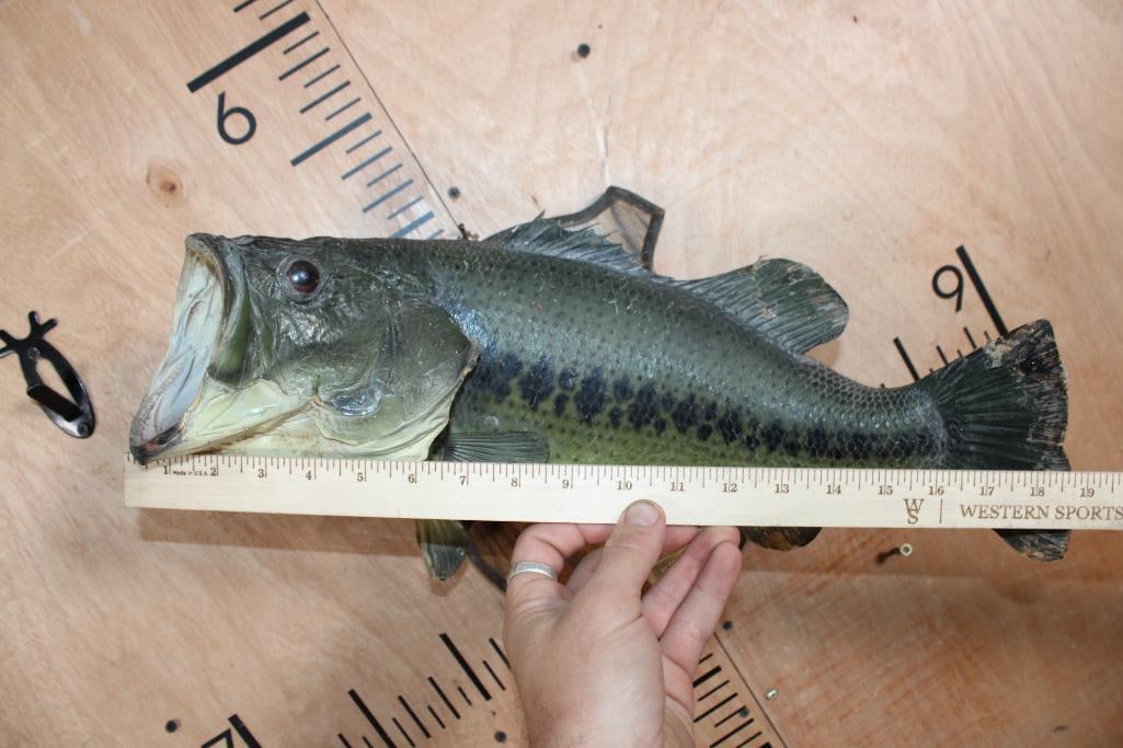 *Real Skin* BASS Fish Mounted on a Wood Plaque - 8