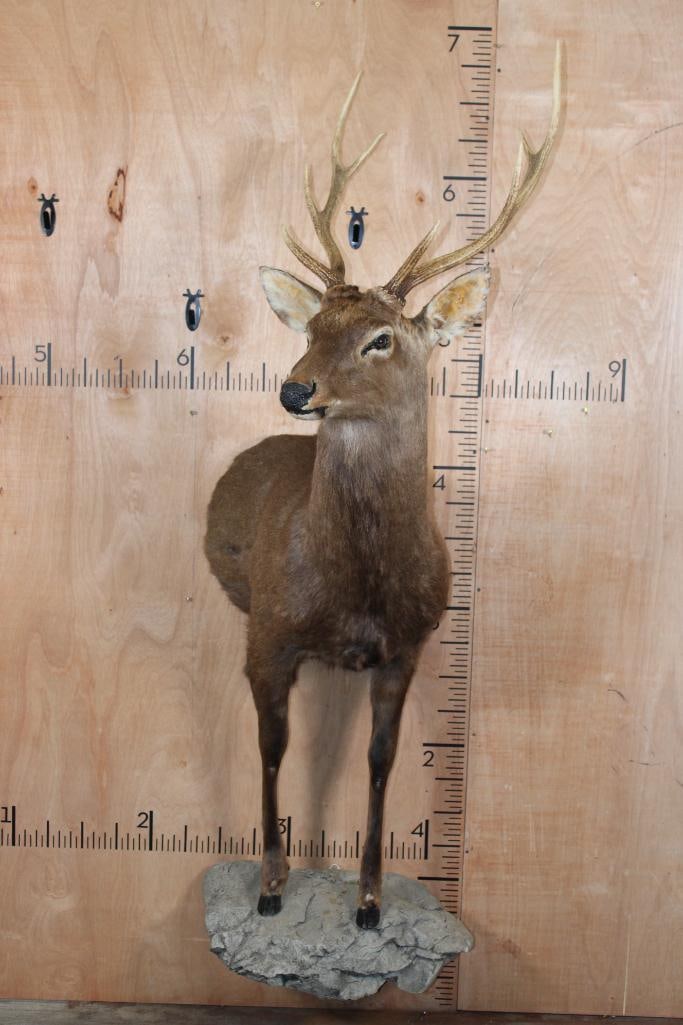 XL 8-Point Half-body SIKA DEER on a Rocky Wall Base: XL Gold Medal sized 8-Point Half-body SIKA DEER with a 19" Spread. It is mounted on a simulated Rock Wall Hanging Base. TAXIDERMY