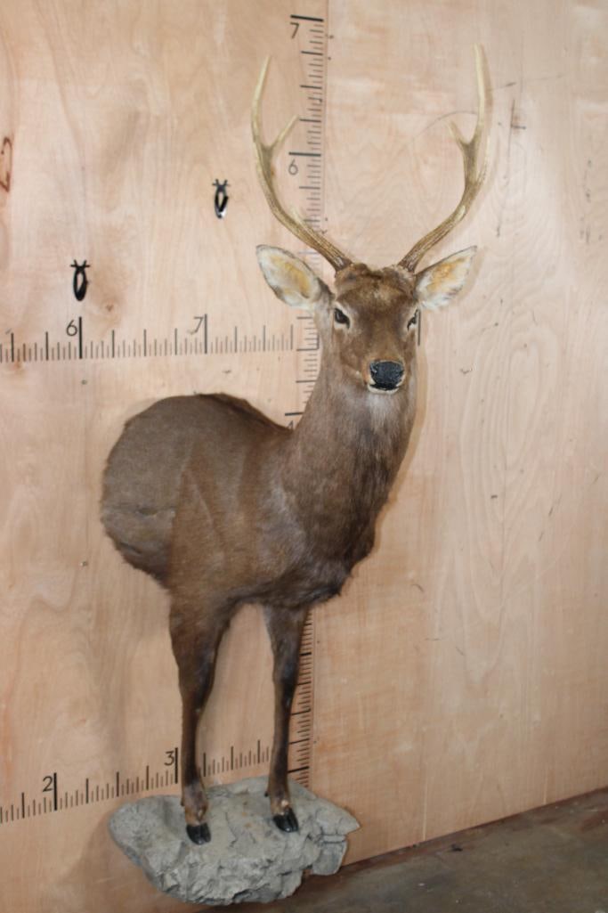 XL 8-Point Half-body SIKA DEER on a Rocky Wall Base - 2