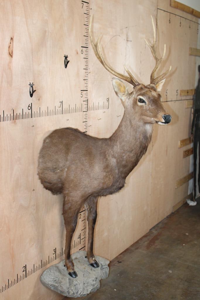 XL 8-Point Half-body SIKA DEER on a Rocky Wall Base - 3
