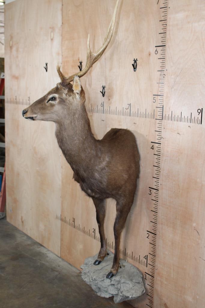 XL 8-Point Half-body SIKA DEER on a Rocky Wall Base - 4