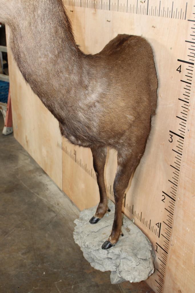 XL 8-Point Half-body SIKA DEER on a Rocky Wall Base - 5