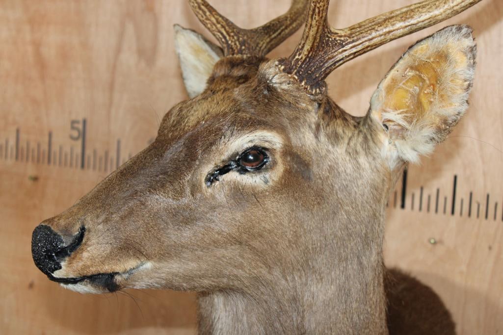 XL 8-Point Half-body SIKA DEER on a Rocky Wall Base - 6