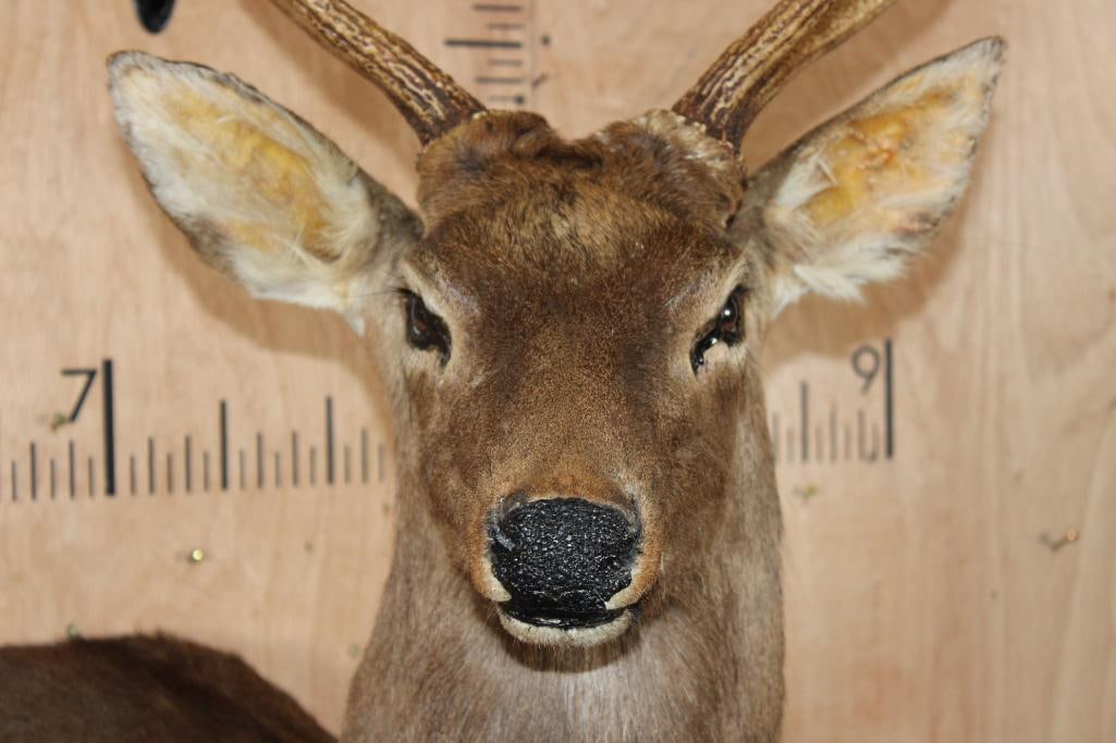 XL 8-Point Half-body SIKA DEER on a Rocky Wall Base - 7