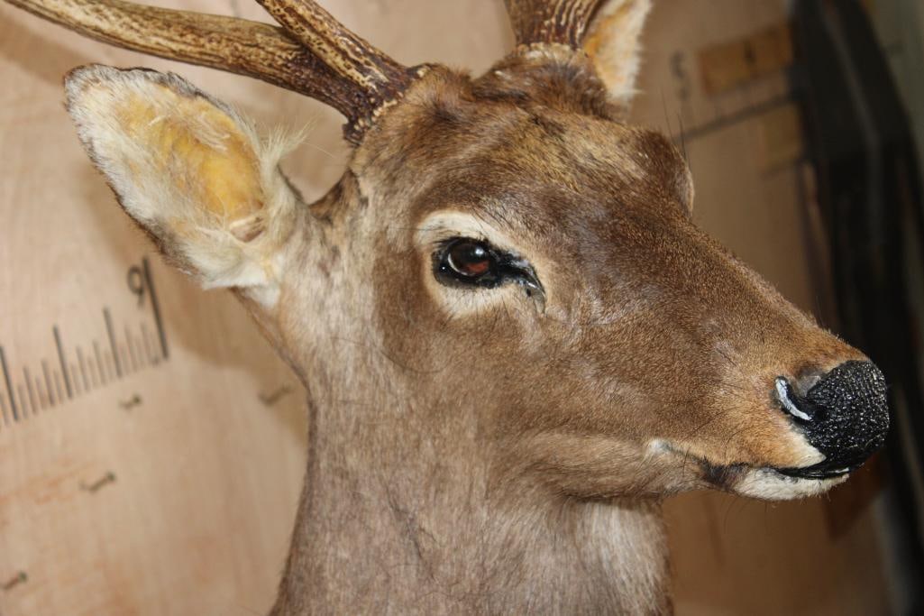 XL 8-Point Half-body SIKA DEER on a Rocky Wall Base - 8