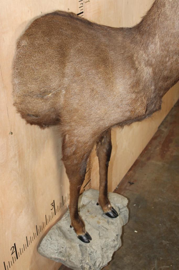 XL 8-Point Half-body SIKA DEER on a Rocky Wall Base - 9