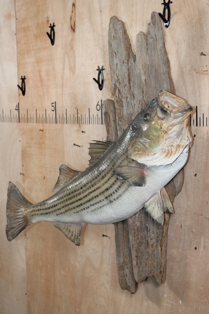 Big *Real Skin* STRIPED BASS Mounted on Driftwood - 2