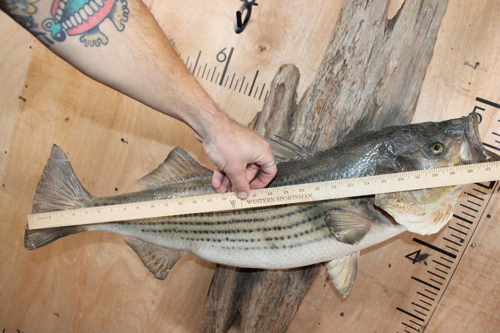 Big *Real Skin* STRIPED BASS Mounted on Driftwood - 6