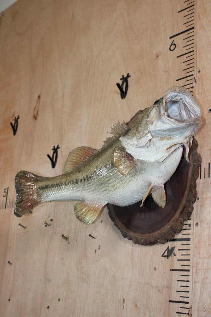 Big *Real Skin* BASS Mounted on a Log Slice Plaque - 2