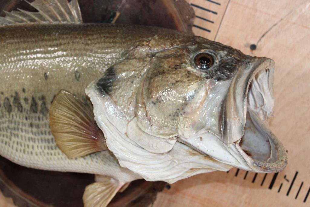 Big *Real Skin* BASS Mounted on a Log Slice Plaque - 3