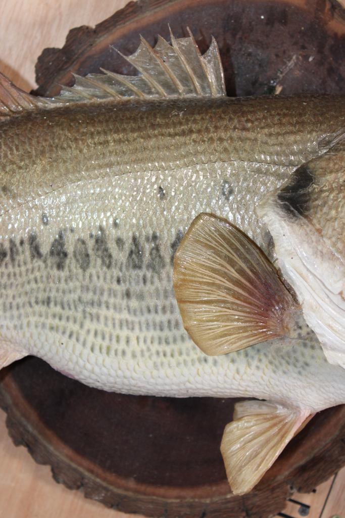 Big *Real Skin* BASS Mounted on a Log Slice Plaque - 4