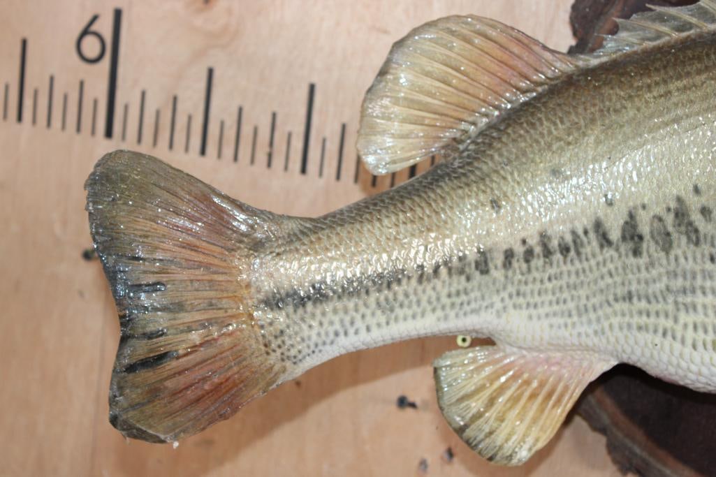 Big *Real Skin* BASS Mounted on a Log Slice Plaque - 5