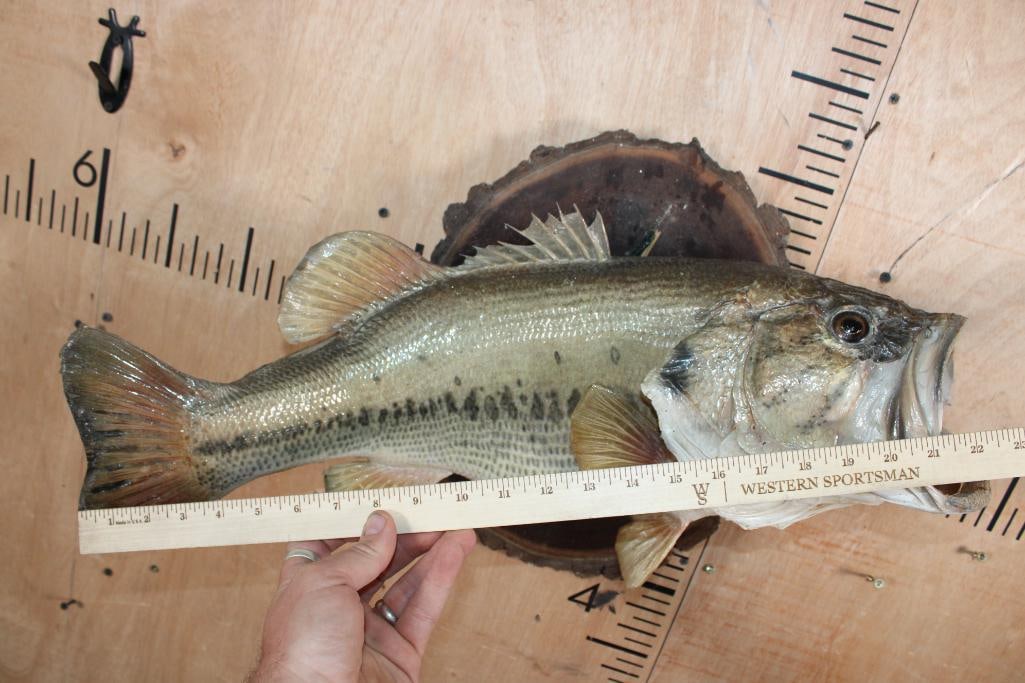Big *Real Skin* BASS Mounted on a Log Slice Plaque - 6