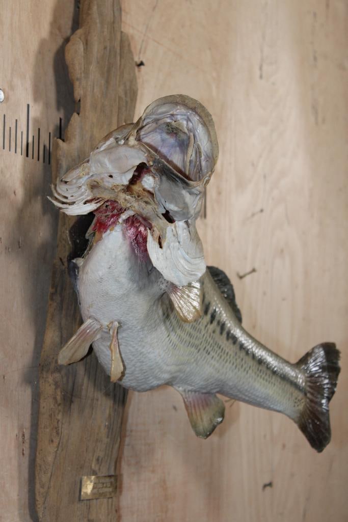 Big *Real Skin* BASS Fish Mounted on Driftwood - 2