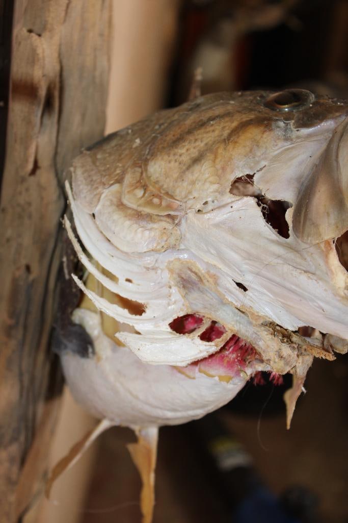 Big *Real Skin* BASS Fish Mounted on Driftwood - 3