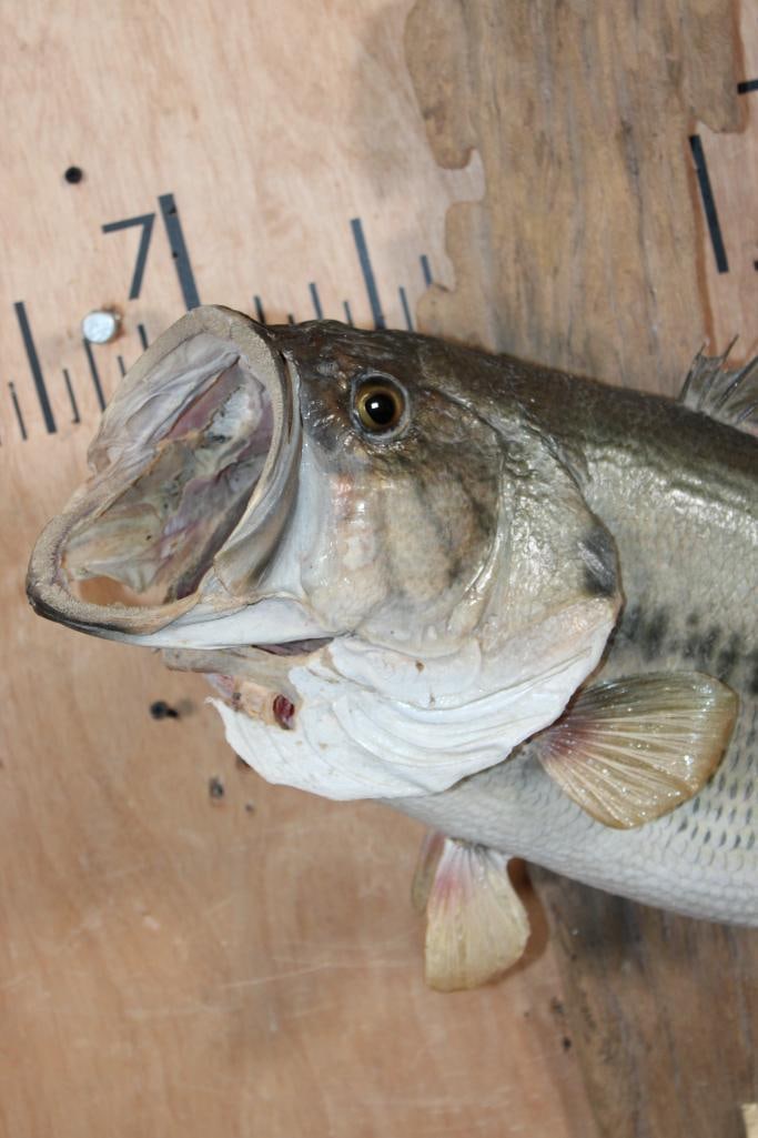 Big *Real Skin* BASS Fish Mounted on Driftwood - 4