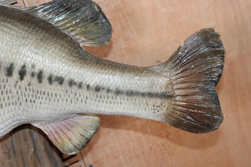 Big *Real Skin* BASS Fish Mounted on Driftwood - 6