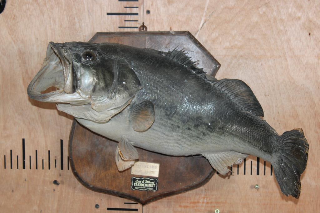 *Real Skin* LARGEMOUTH BASS Fish Mounted on a Wood Plaque: *Real Skin* LARGEMOUTH BASS Fish Mounted on a Wood Plaque. It is from Lacassine, Louisiana in 1969 and weighed 6 lbs 12 oz. This is an old mount with fin damage. TAXIDERMY FISH 