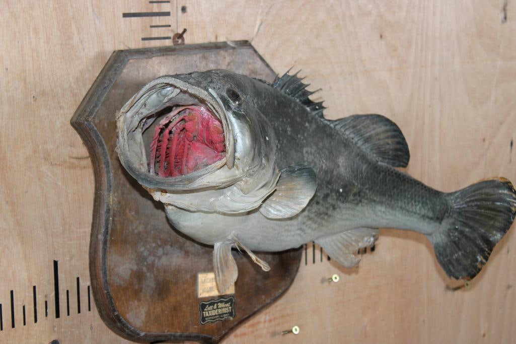 *Real Skin* LARGEMOUTH BASS Fish Mounted on a Wood Plaque - 2