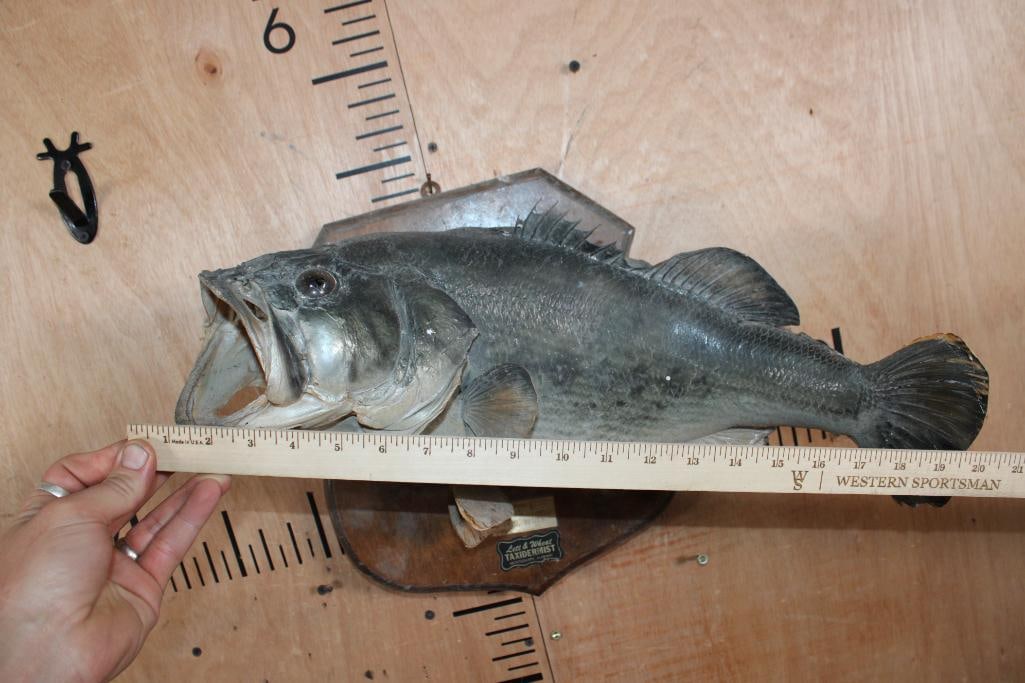 *Real Skin* LARGEMOUTH BASS Fish Mounted on a Wood Plaque - 6