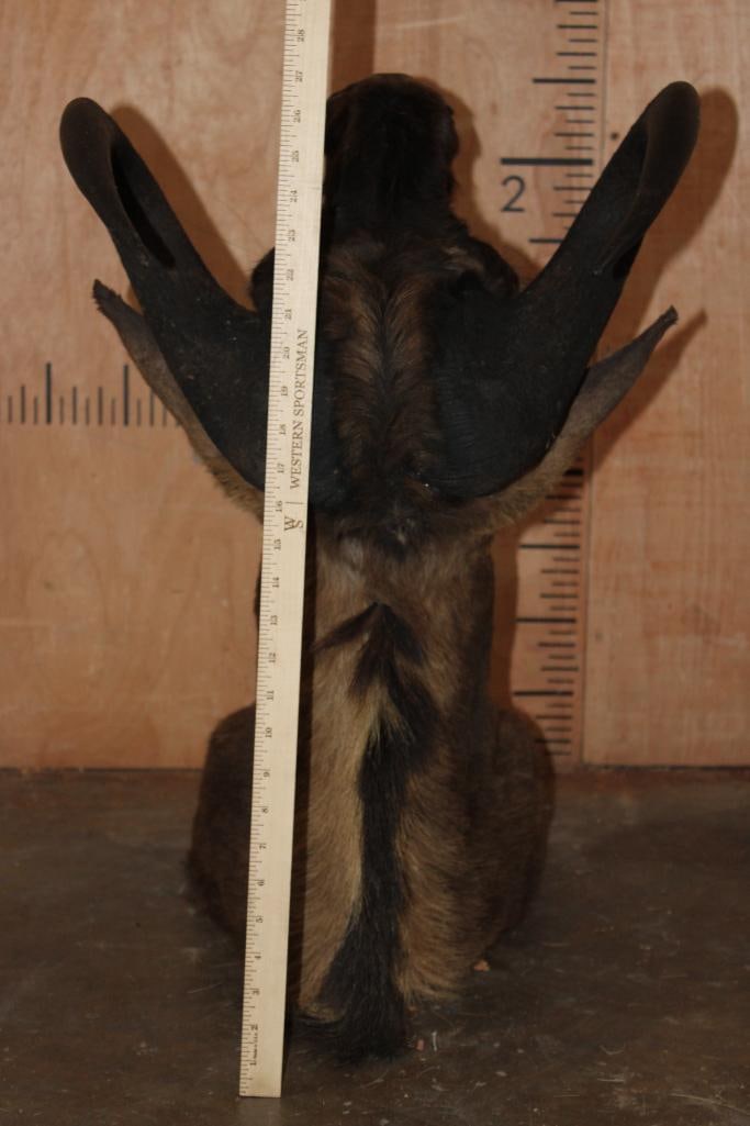 BLACK WILDEBEEST Shoulder Mount - 7