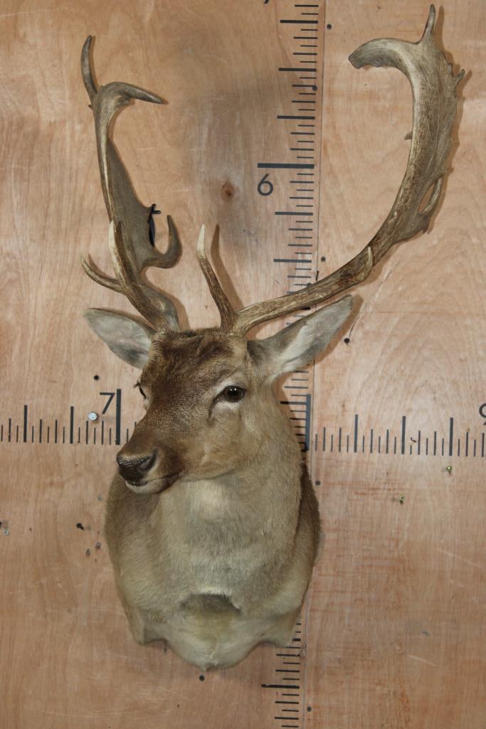 17-Point FALLOW DEER Shoulder Mount - 2