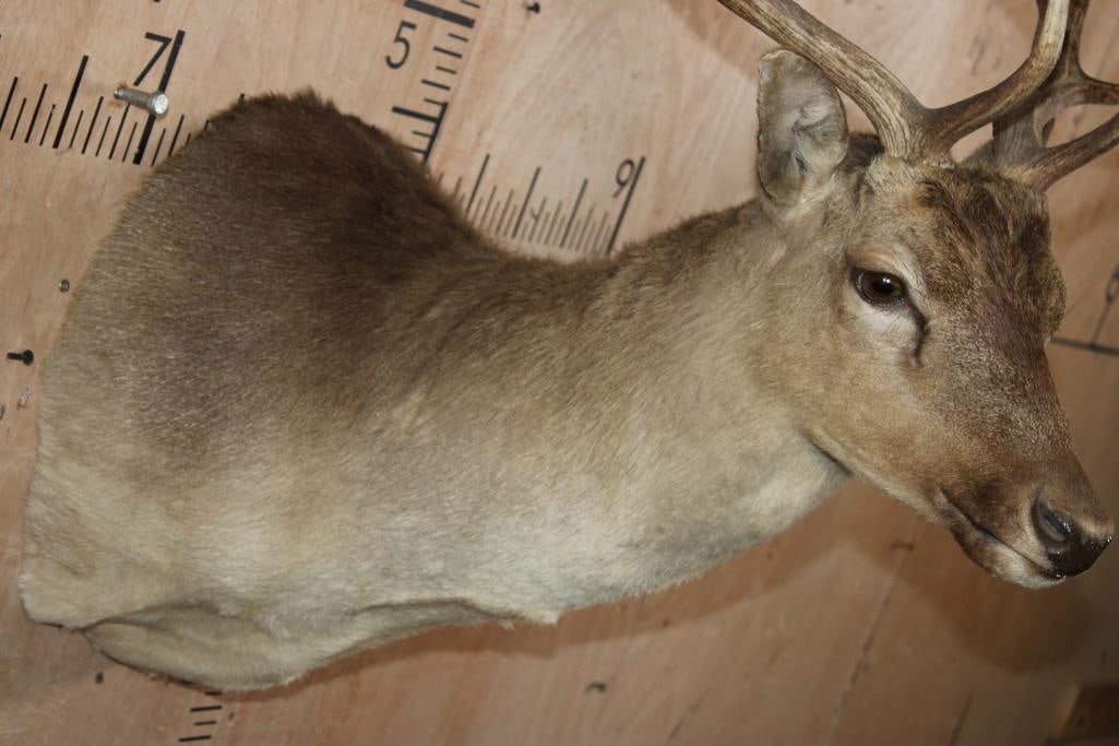 17-Point FALLOW DEER Shoulder Mount - 5