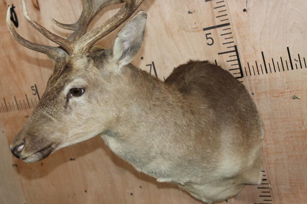 17-Point FALLOW DEER Shoulder Mount - 6