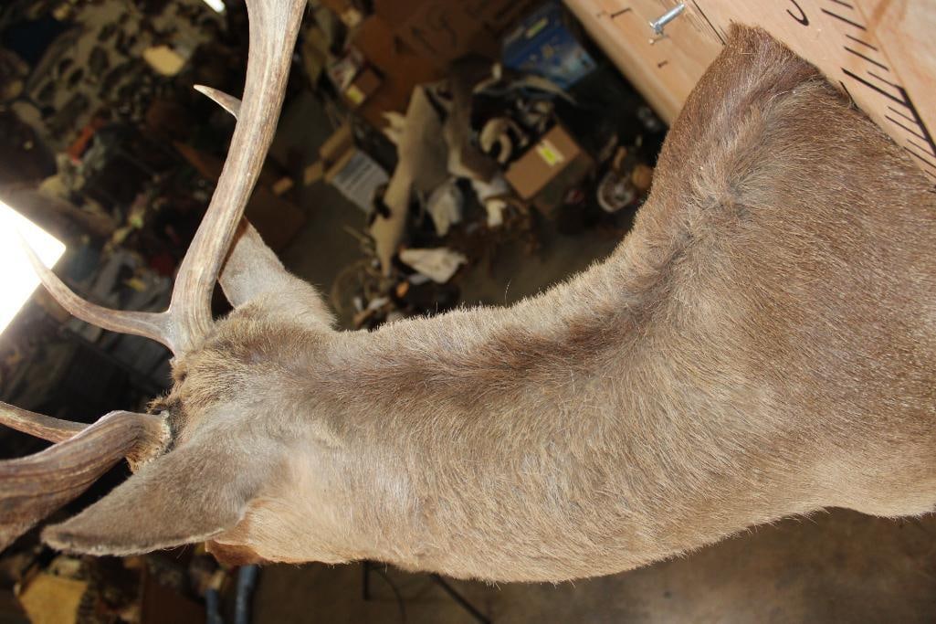 17-Point FALLOW DEER Shoulder Mount - 7