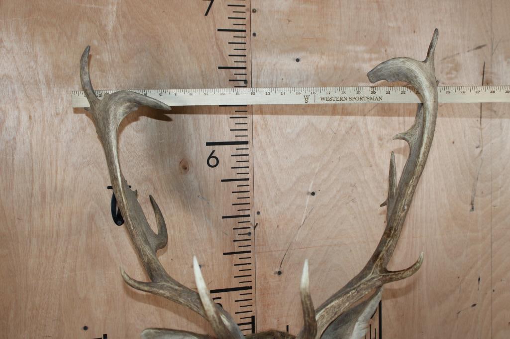 17-Point FALLOW DEER Shoulder Mount - 8