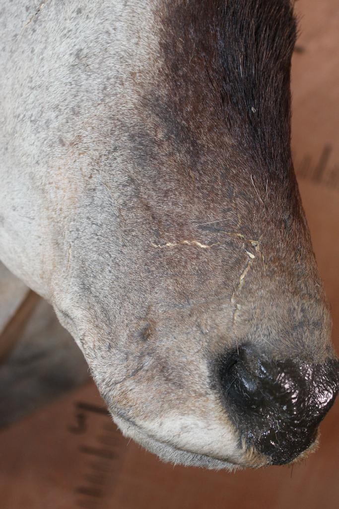 ELAND Shoulder Mount - 7