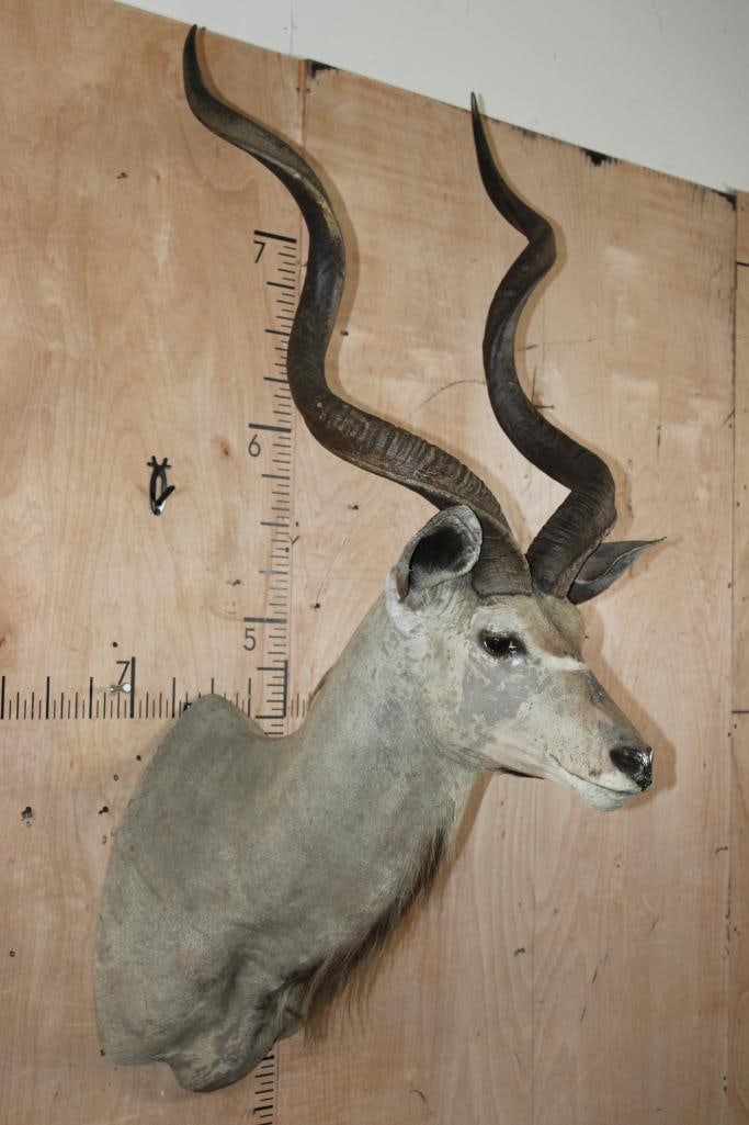 Big KUDU Shoulder Mount - 2